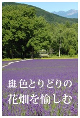 色とりどりの花畑を愉しむ